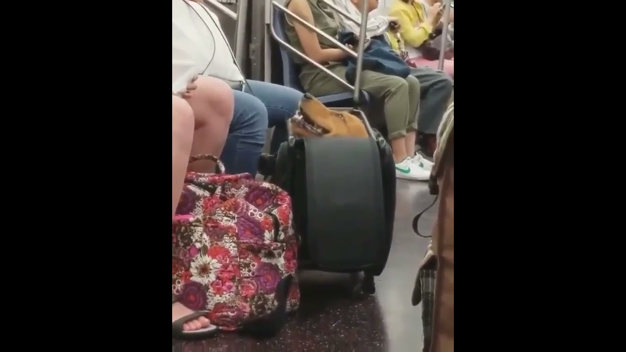 When They Don't Allow Dogs Onboard.