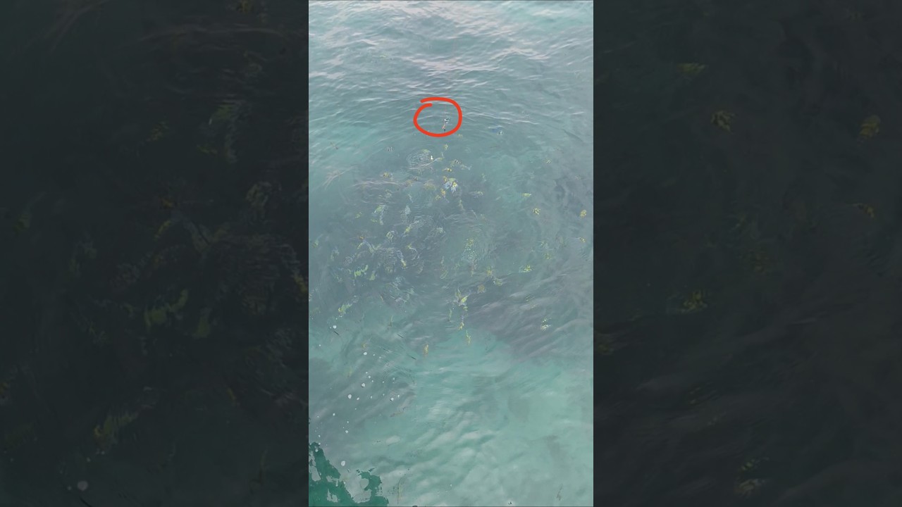 Sensasi mancing disarang baronang pakai tegek 