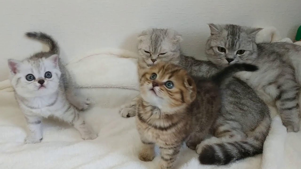 Папа кот мама кошка и дети котята Сборник видео про котят скоттиш фолд и скоттиш страйт
