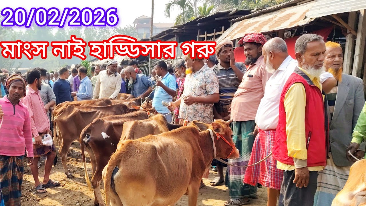 20/02/2026 আমবাড়ি হাট দিনাজপুর থেকে  যারা গায়ে মাংস নাই এমন হাড্ডিসার গরু কিনতে চান 