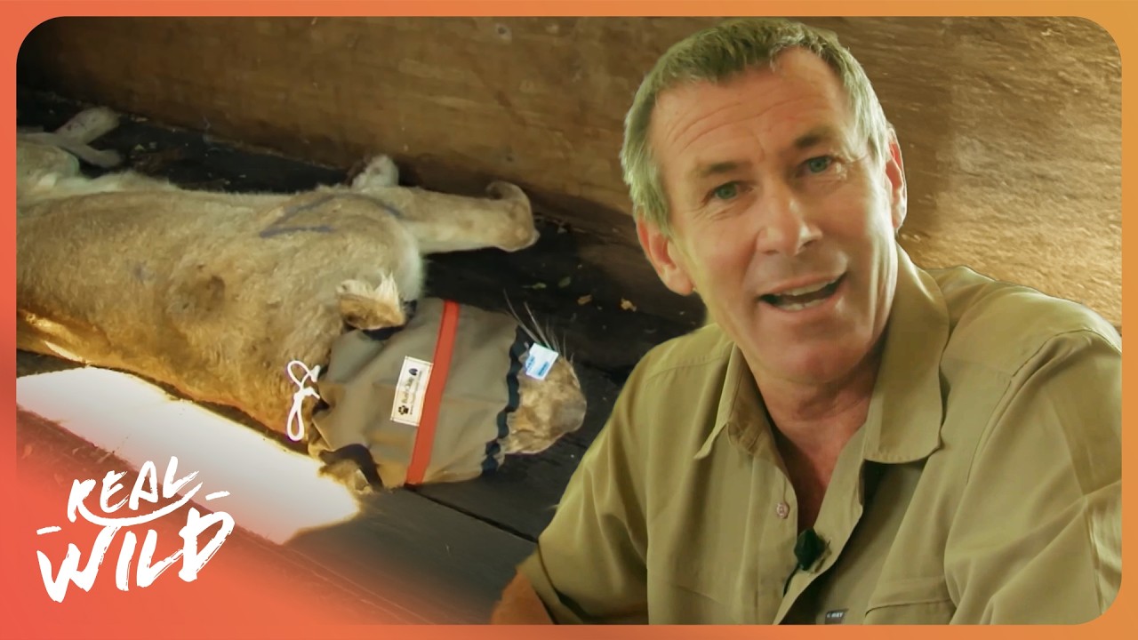 How We Tranquilized Africa’s Largest Predators | Ivan Carter