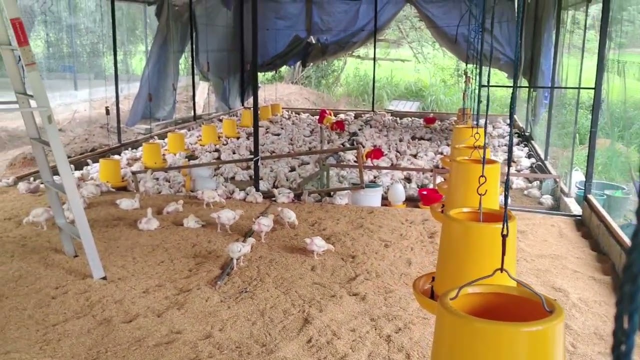 Setting up Automatic drinker for Broilers 