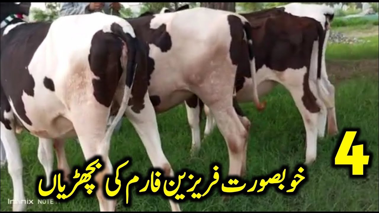 4 Beautiful Friesian Bachrian | Australian Friesian Cross Bachrian