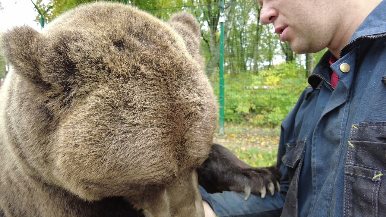 Продолжение общения с медведем