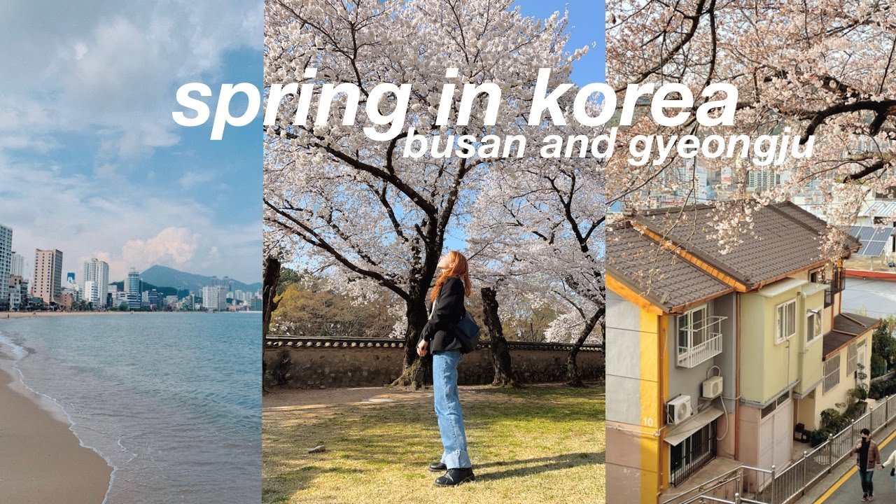 Busan and Gyeongju Weekend 🌸 spring cafe hopping, cherry blossoms, life in korea vlog