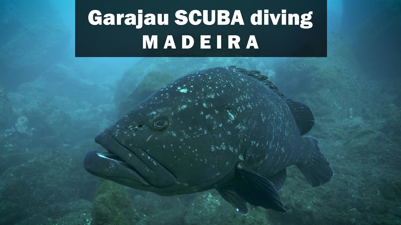 Diving with groupers in Garajau, Madeira