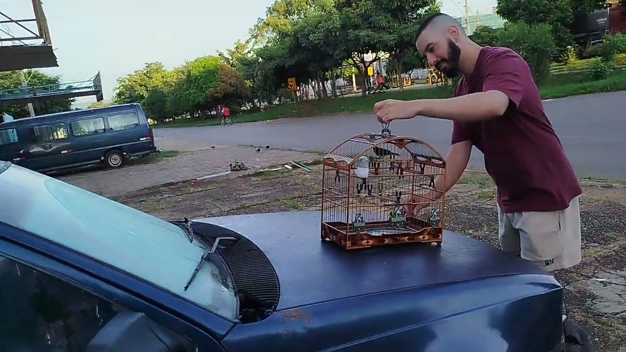 Testamos os coleiros /lowis Hamilton X baianinho de Mauá.