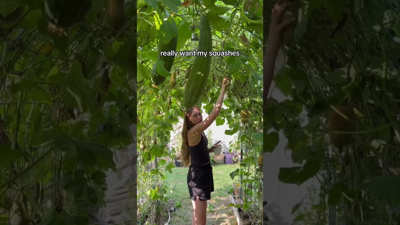 Bre VS Squash Bugs #backyardgardening #organicpestcontrol #growingfood