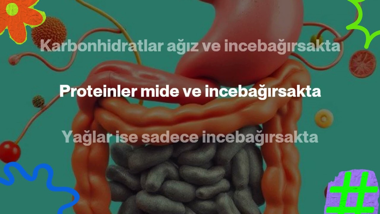 SİNDİRİM SİSTEMİ ŞARKISI