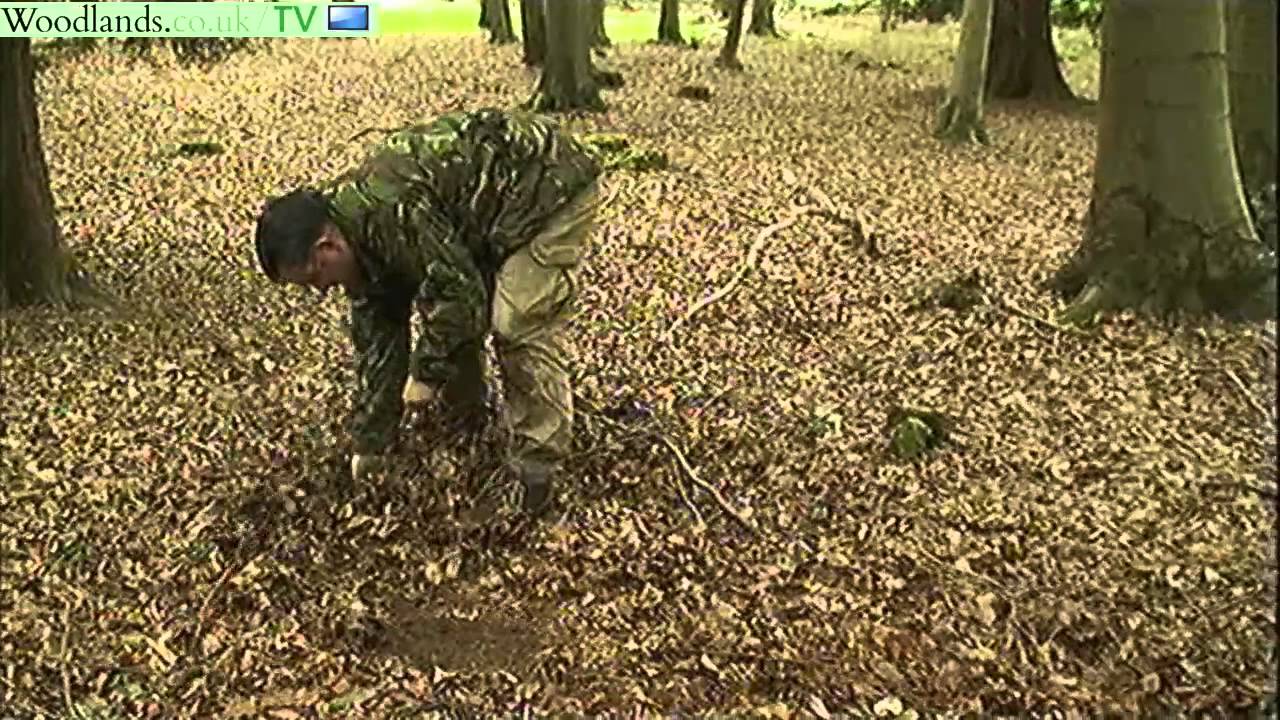 Bushcraft string from pine tree roots