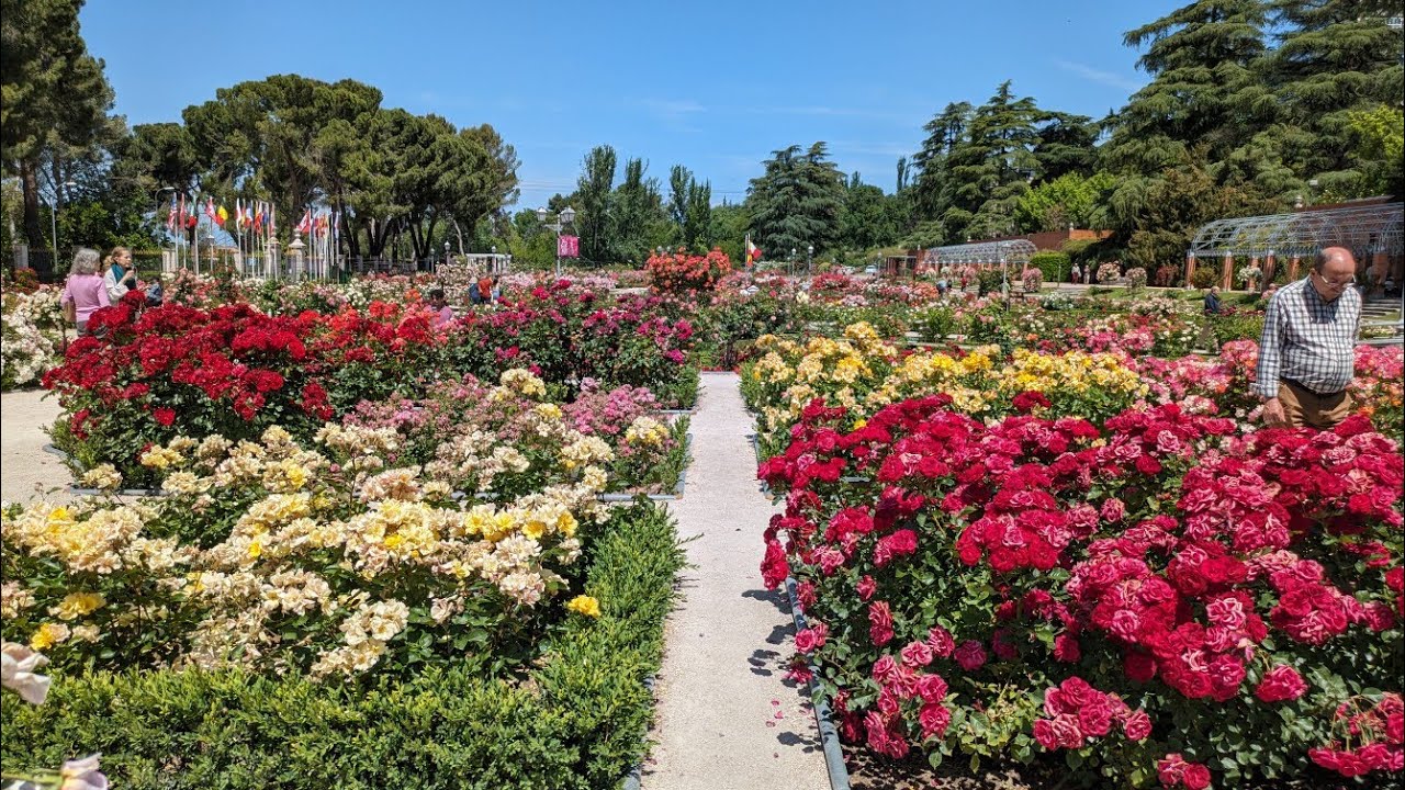 🇪🇦 Madrid's Secret Rose Garden: La Rosaleda walk