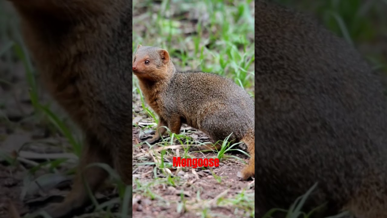 mongoose sound #shortsyoutube #shortsfeed #animals