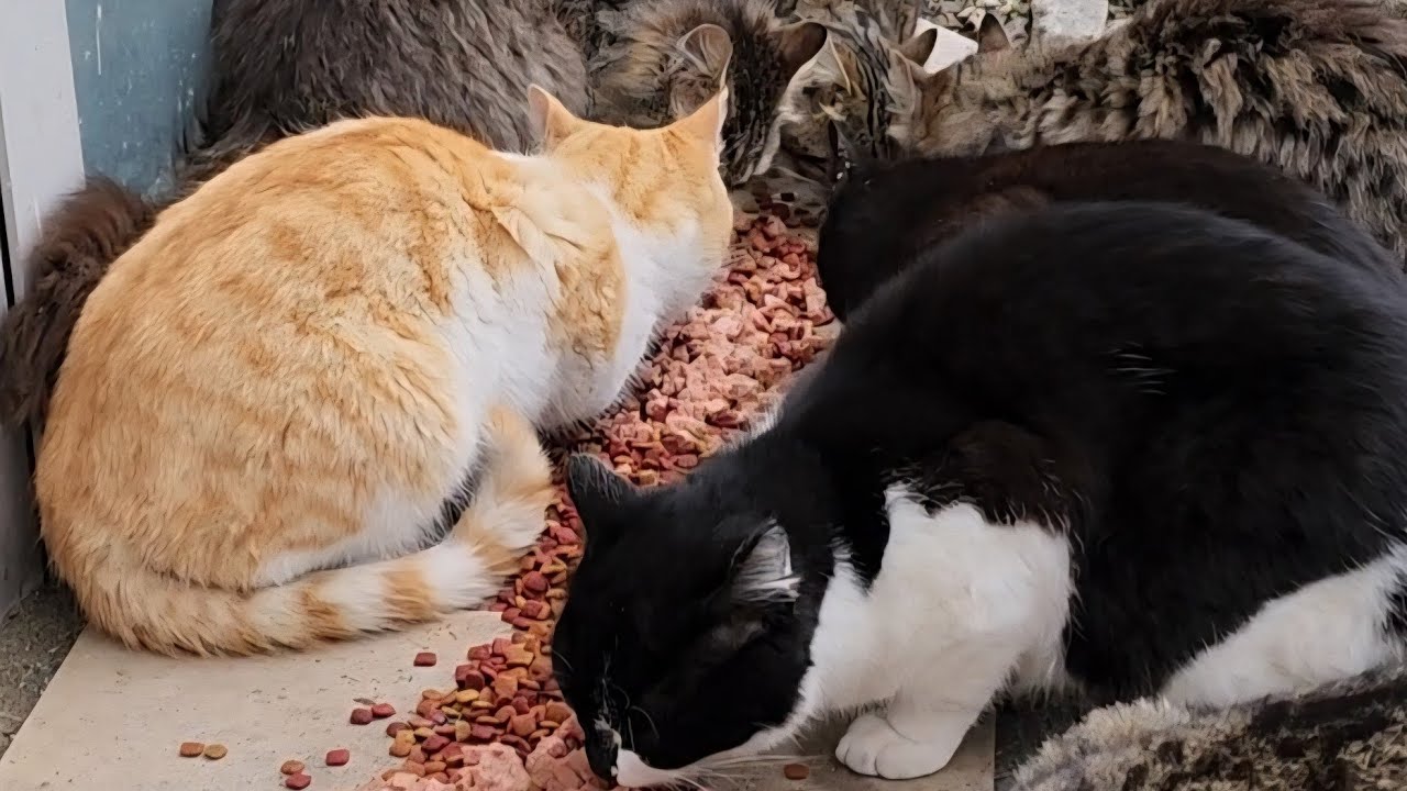 22 Şubat 2026 #kadirsevda #ramadanwithyoutube #animals #sokakhayvanları #puppy #dog #kedi #köpek