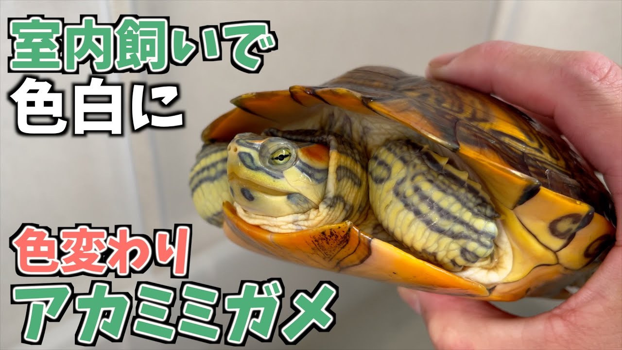 室内飼いに切り替えたミドリガメの色がどんどん変わってきています。
