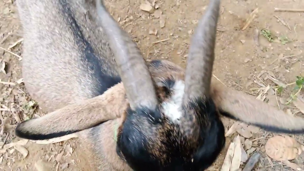 đàn có thêm dê đực mới thủ lĩnh của đàn!