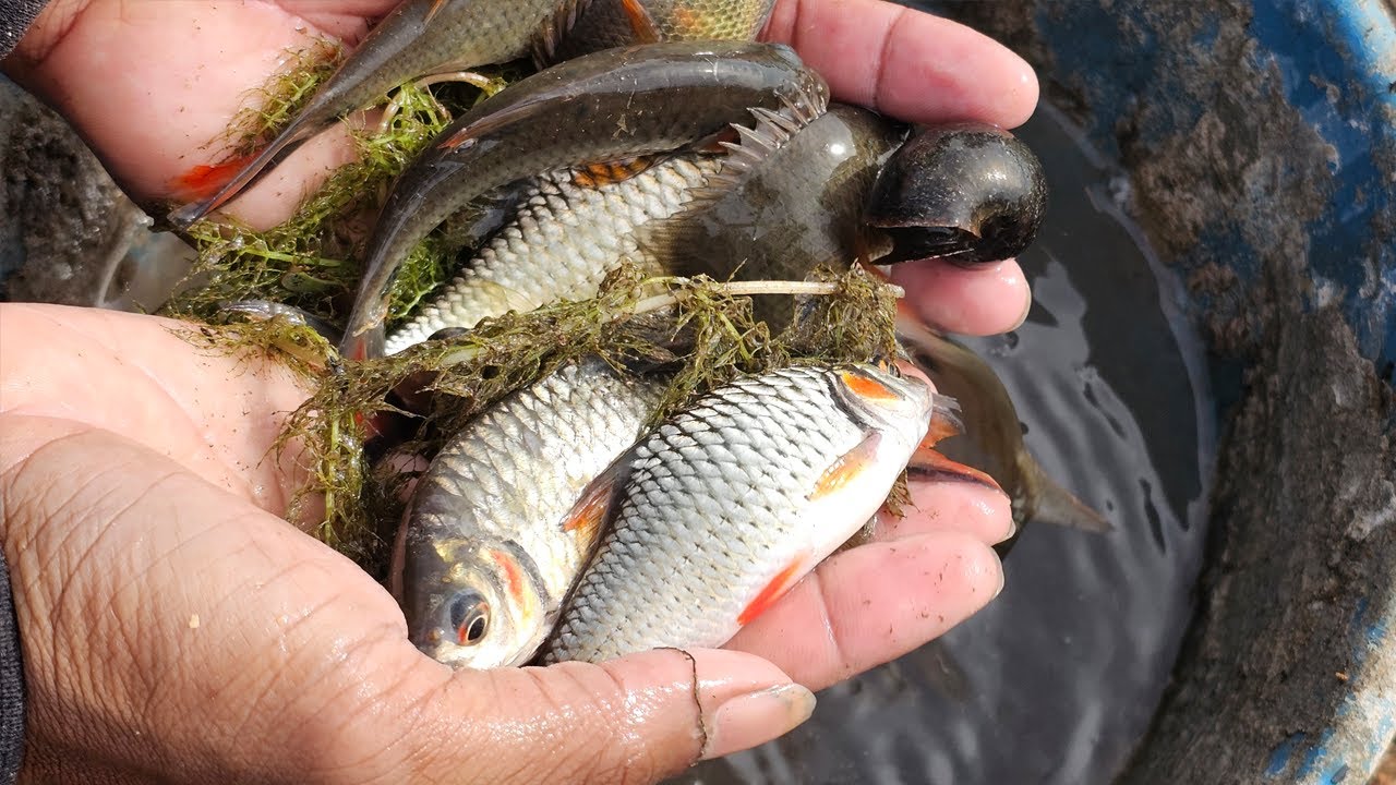 Net Fishing in the Lake | Relaxing Net Fishing videos #netfishing