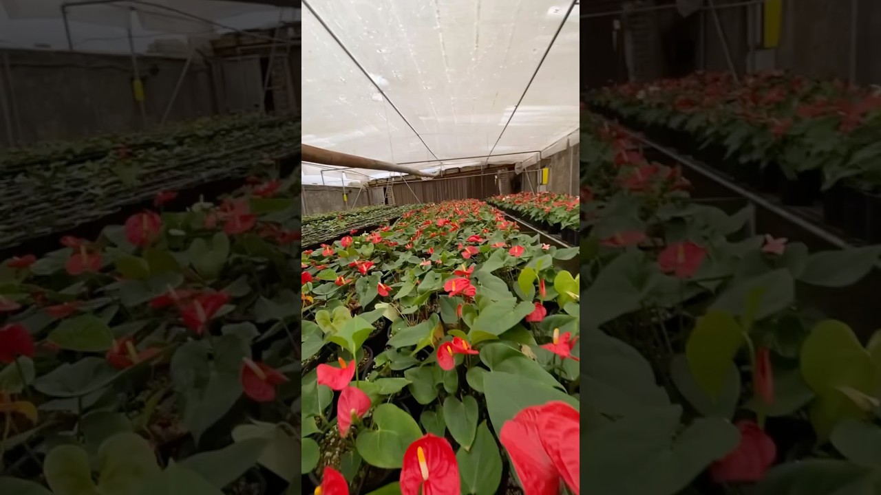 Rare Imported Anthurium Plant Online Shopping 🪴 #anthurium #plant #flowers #gardening