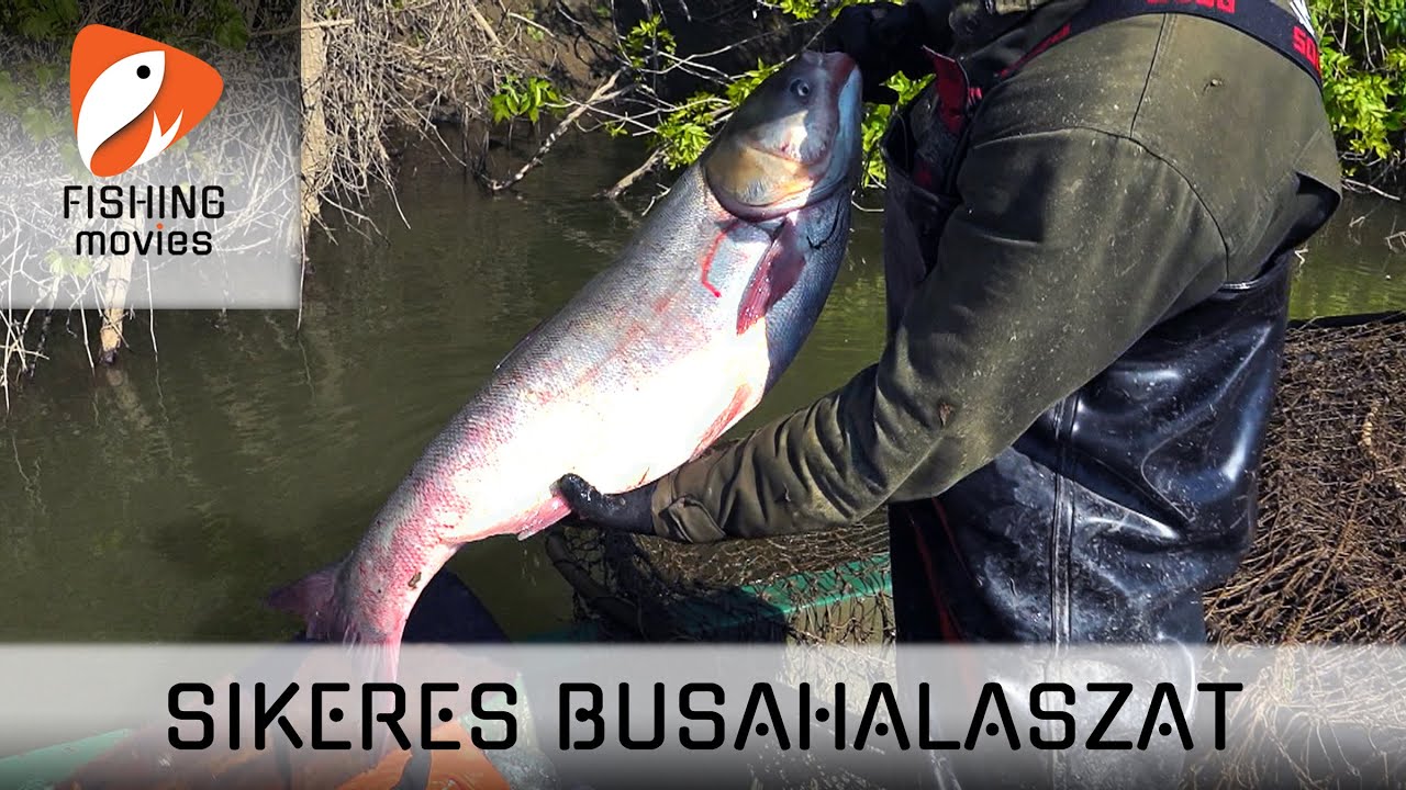 Sikeres busahalászat