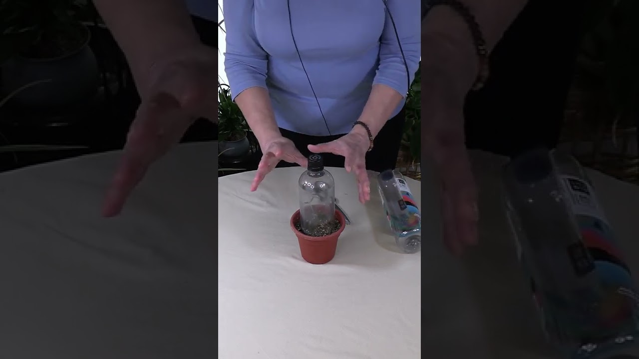 Creating a Houseplant Humidity Dome from a Water Bottle