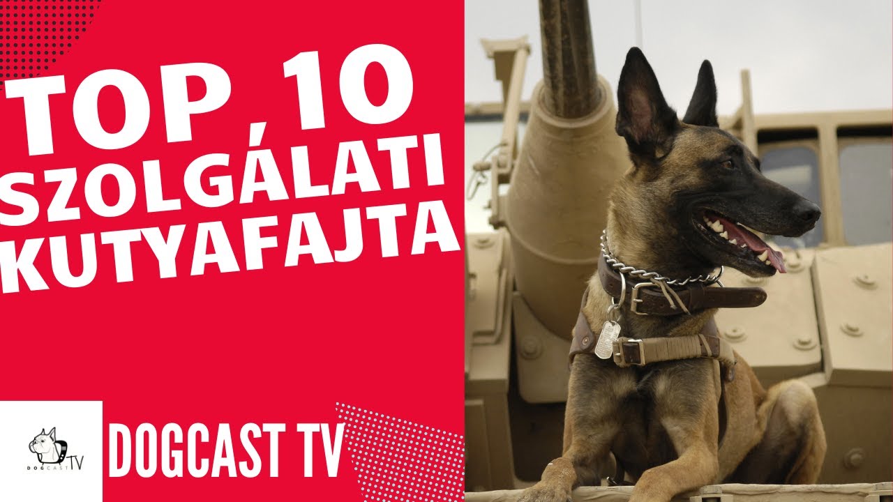 TOP 10 szolgálati kutyafajta, Fegyveres testületek!  DogCast TV!