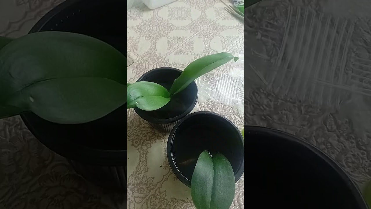 #орхідеїдогляд #орхідеїреанімація #орхидея ОРХІДЕЇ РЕАНІМАШКИ. Чим стимулювати для росту коріння🙄