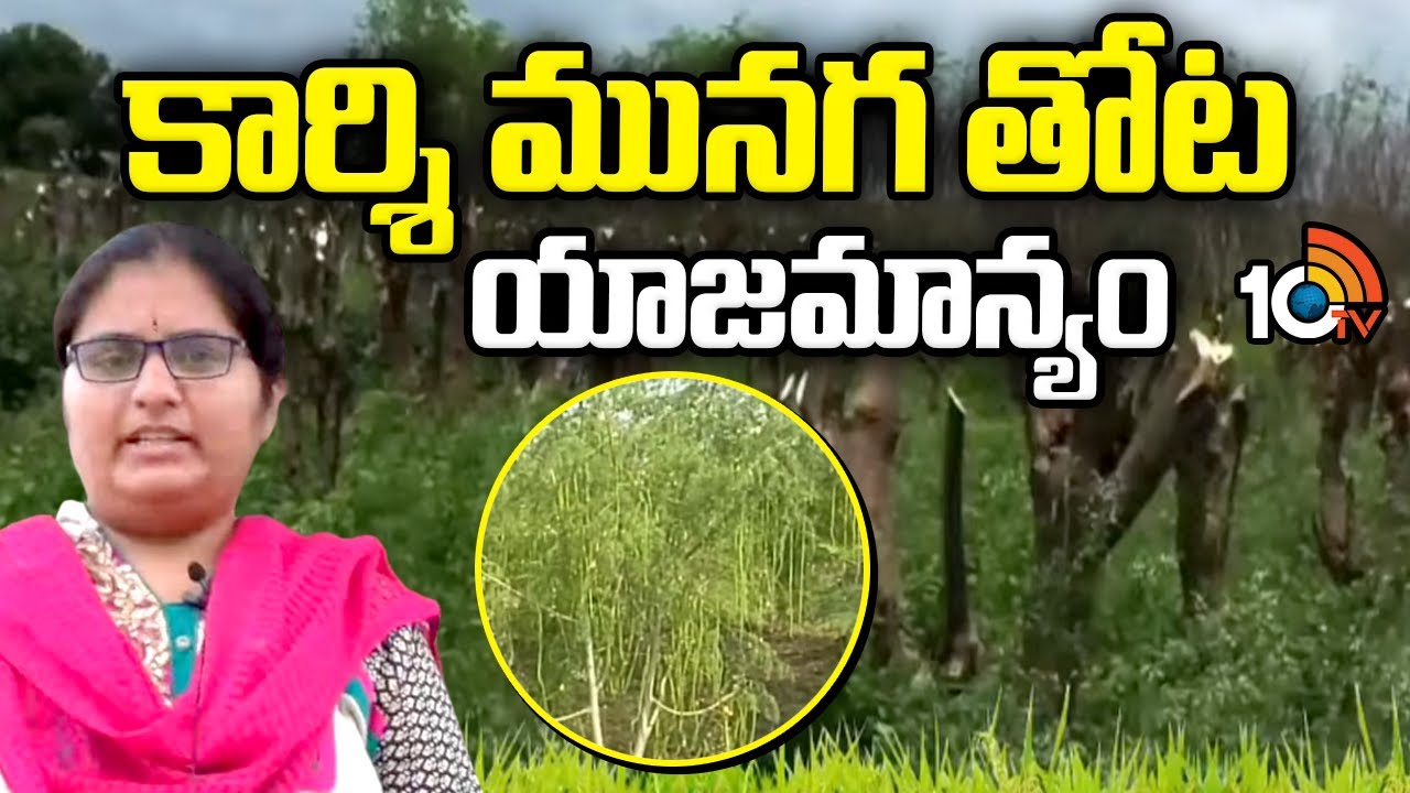 Moringa (Drumstick) Orchard Management | కార్శి మునగ తోట యాజమాన్యం | Matti Manishi | 10TV