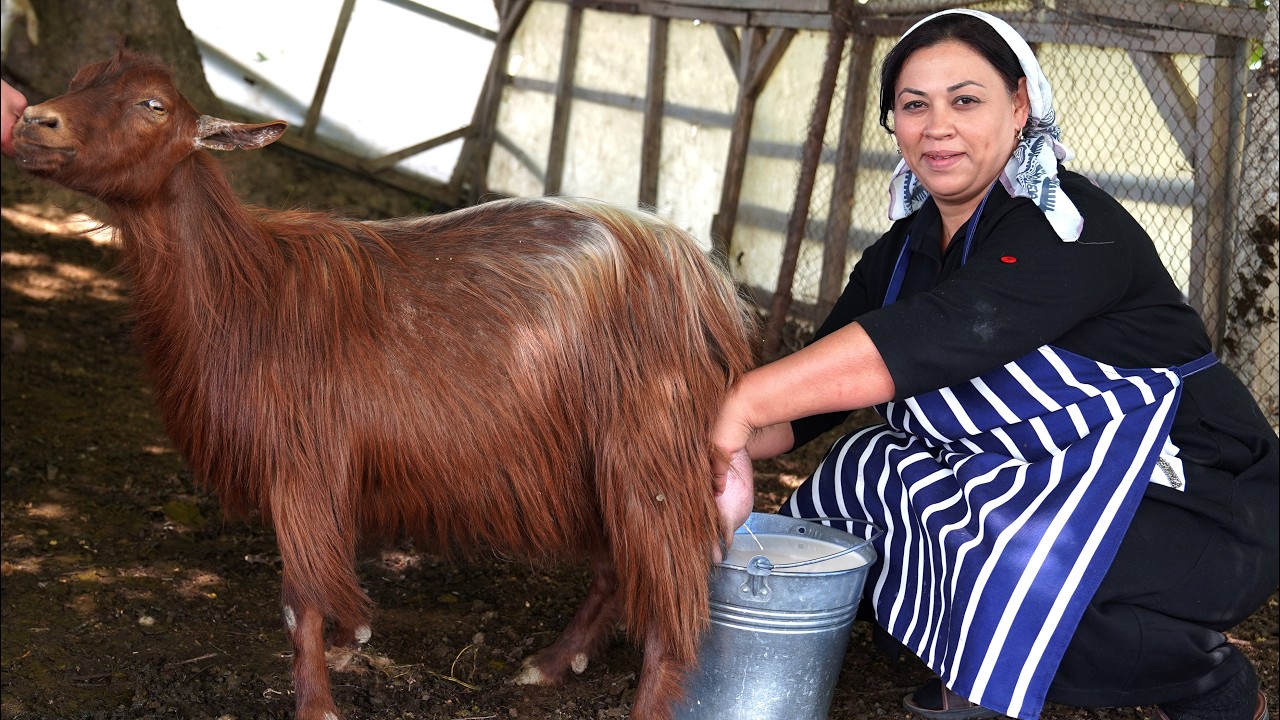 150-Year-Old Farm of My Great-Grandmother – I Milked Goats & Made Cheese!