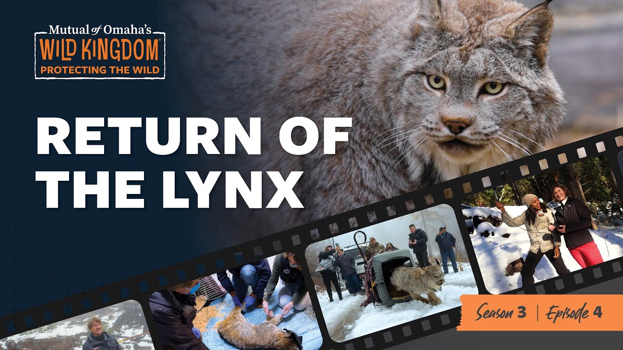Return of the Lynx