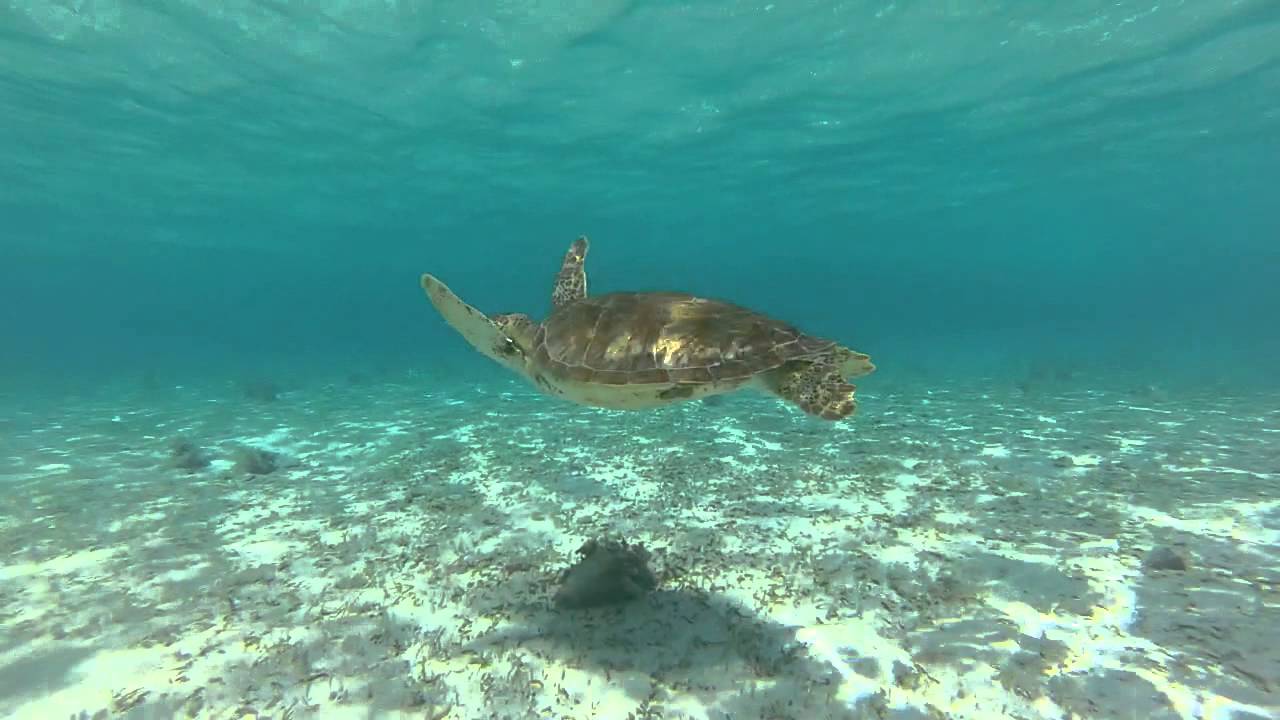 Bequia- The Friendship Rose to Tobago Cays and Mustique