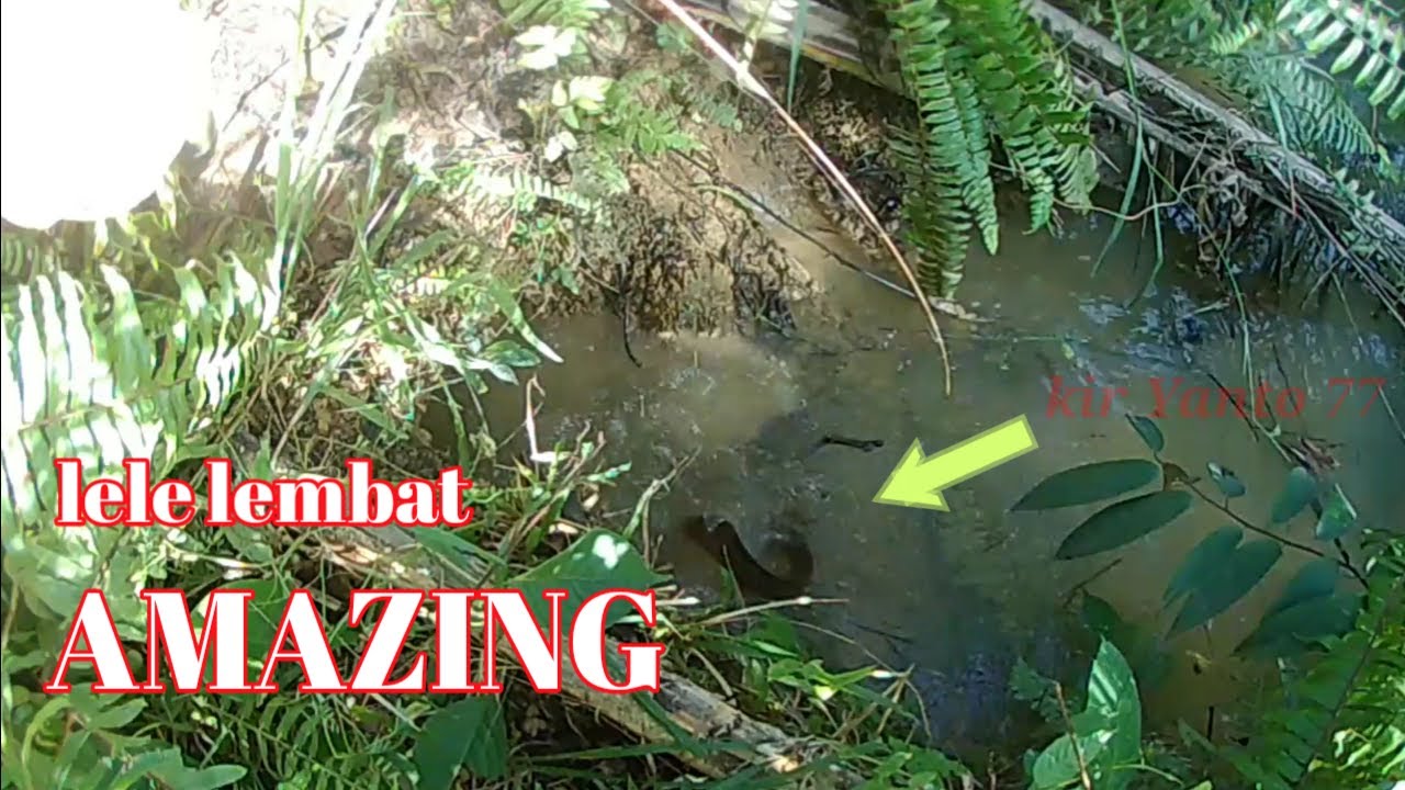 AMAZING MANCING IKAN LEMBAT DI LUMBNG TANAH || kir Yanto 77