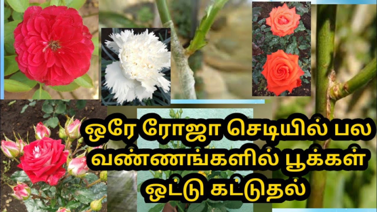 ஒரே ரோஜா செடியில் பல வண்ணங்களில் பூக்கள் ஒட்டு கட்டுதல்
