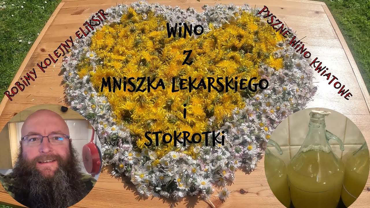 Wino z mniszka lekarskiego i stokrotki