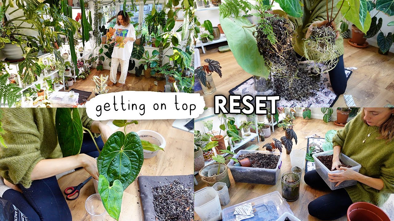 Getting My Life Together 🌱 Cleaning, Repotting + MOTIVATION