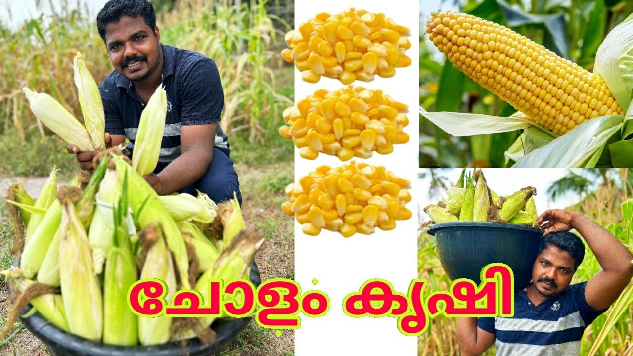 ചോളം കൃഷി (Corn cultivation)