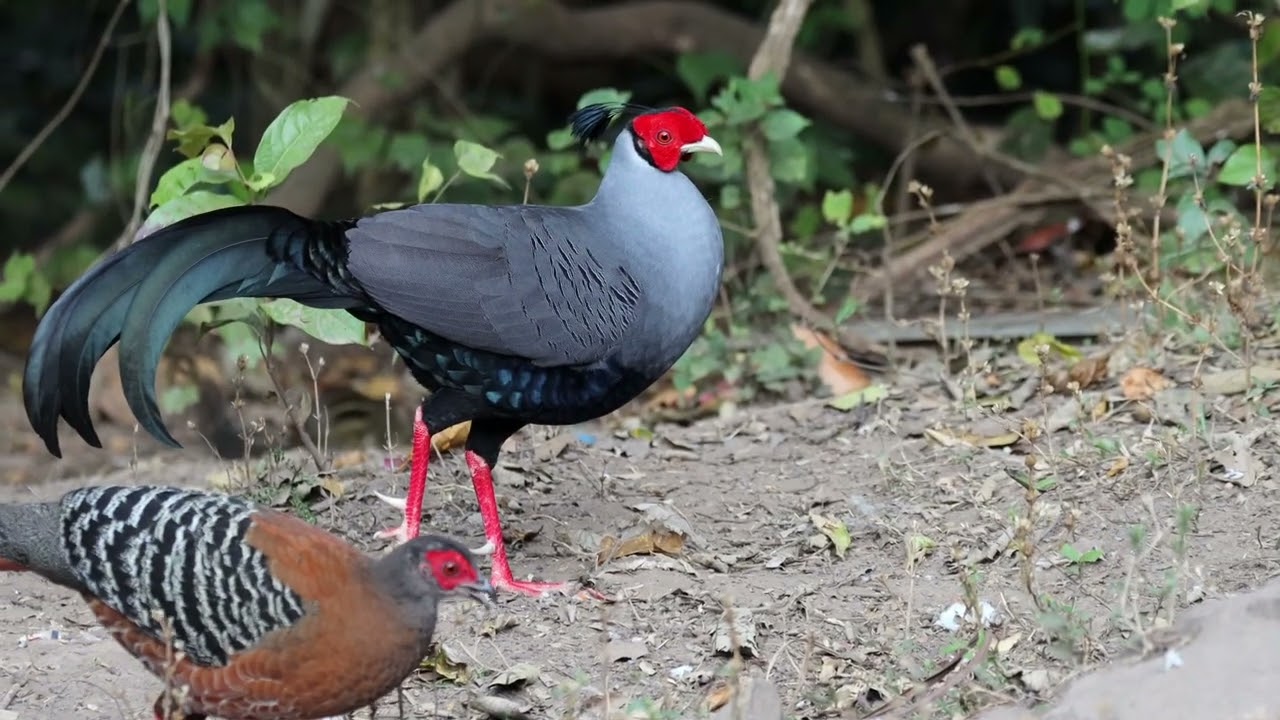 Siamese Fireback (Lophura diardi), also known as Diard's Fireback @ Northern Thailand.