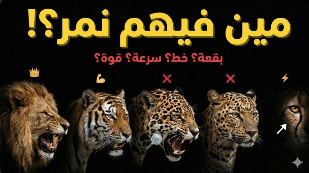 مش كل القطط المفترسة شبه بعض.الفرق الحقيقي بين النمور والأسود والفهود