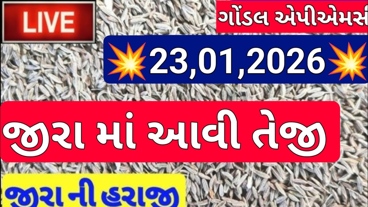 જીરા ના બજાર ભાવ / ગોંડલ જીરાના બજાર ભાવ / જીરાનો બજાર ભાવ / 23,01,2026