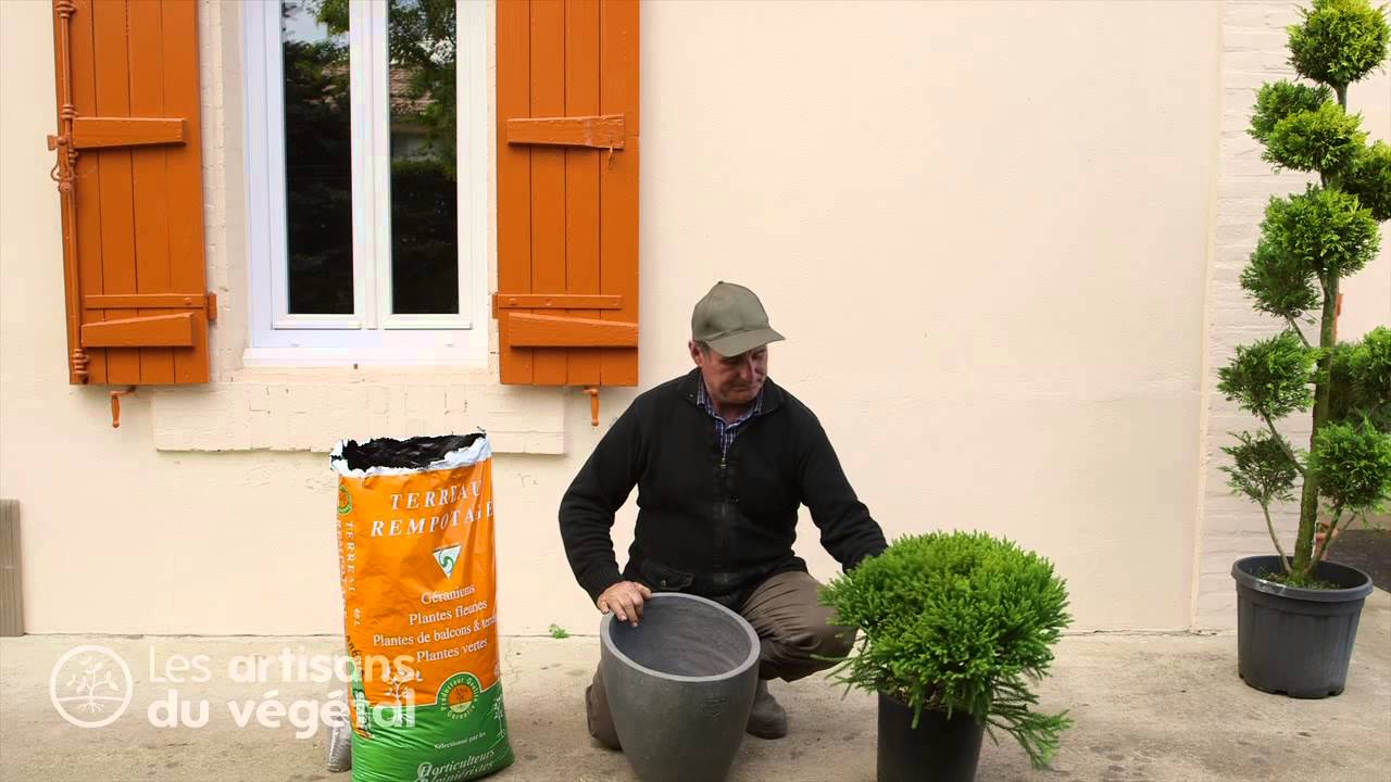 Quels conifères nains planter dans une rocaille, comment planter un conifère en bac, en pot ?