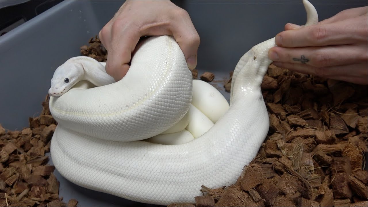 How We Put Away Ball Python Eggs At Mutation Creation