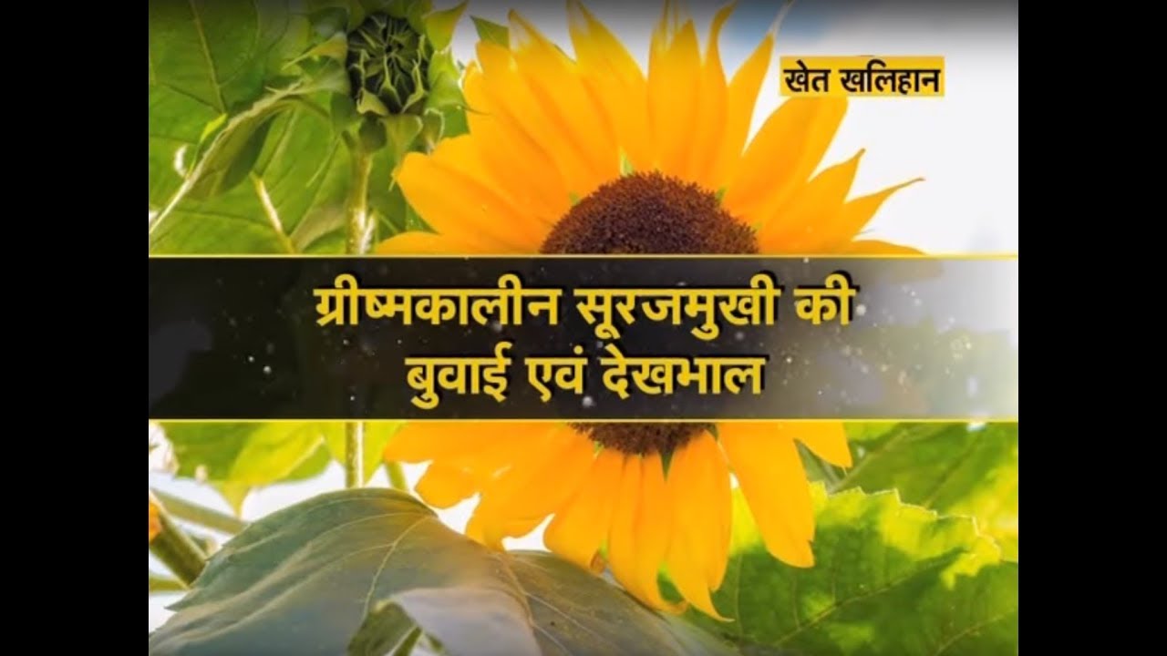Khet Khalihaan - ग्रीष्मकालीन सूरजमुखी की बुवाई एवं देखभाल