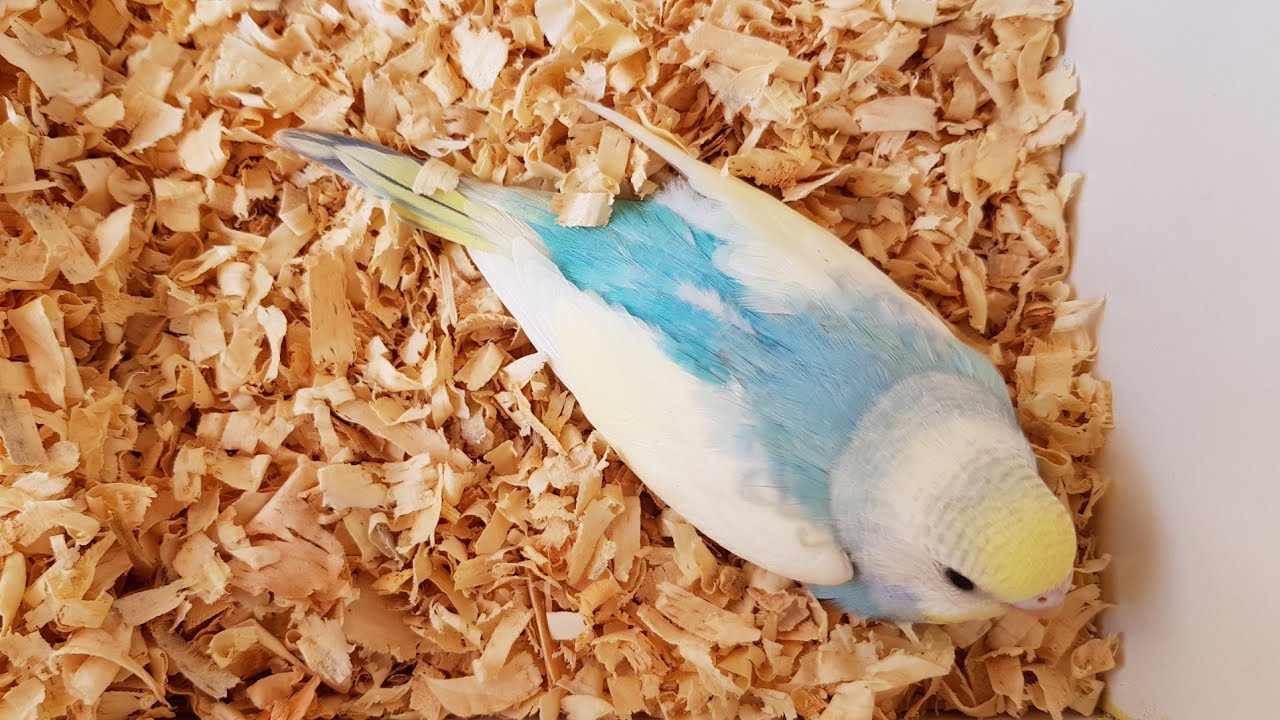 FIlhotes de periquitos australianos do mês com cores diferentes