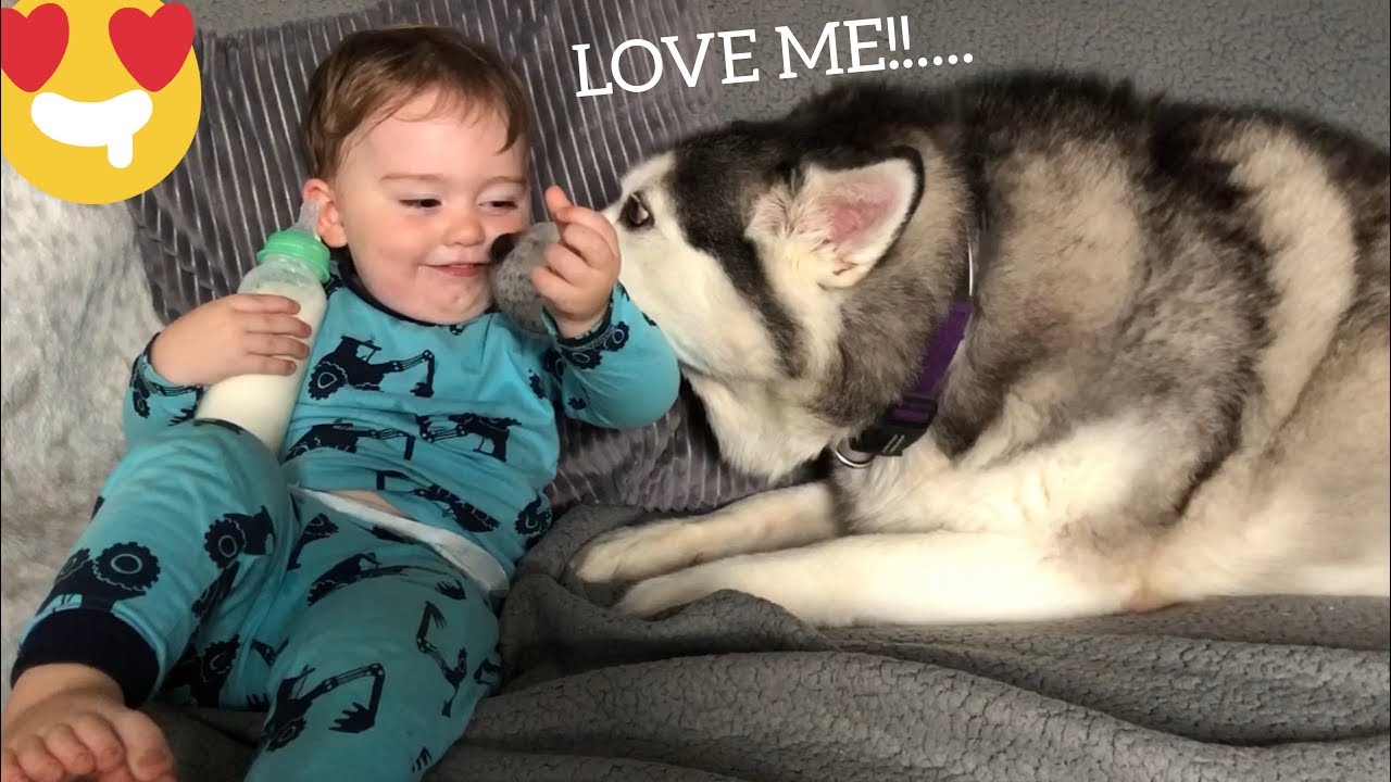 Husky & Baby Giggle And Demands Cuddles!! [TRY NOT TO SMILE]