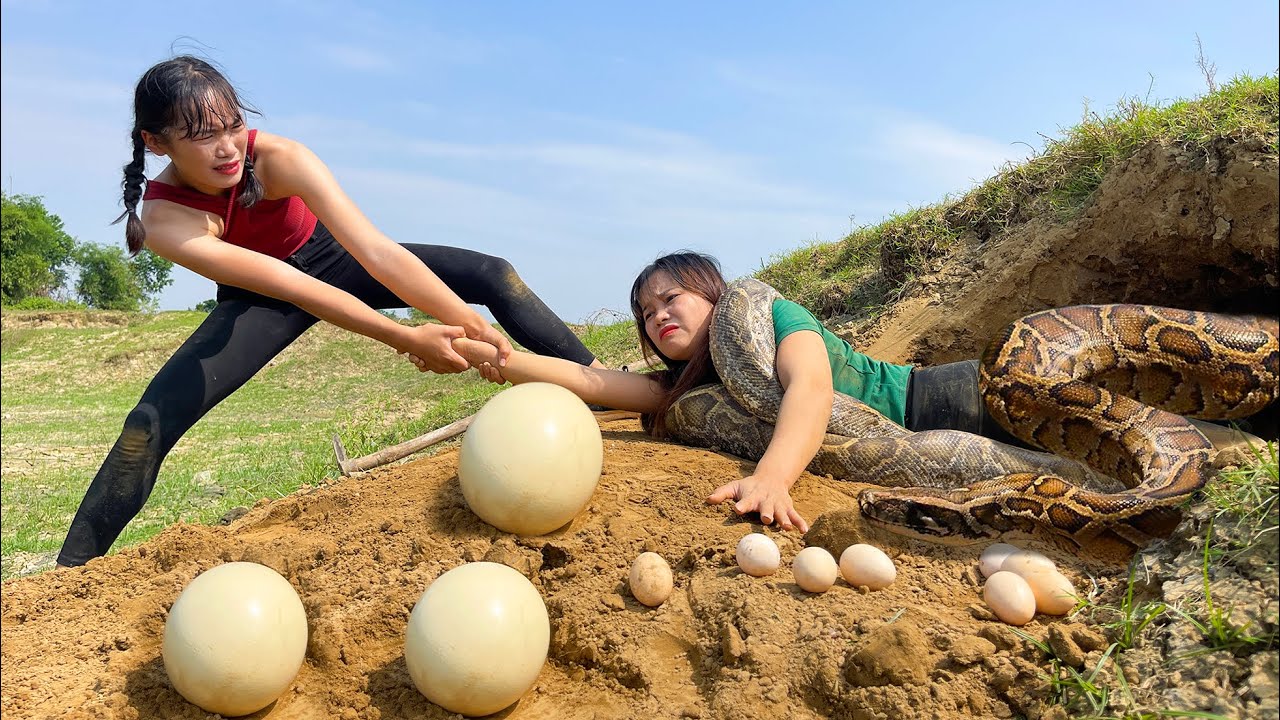 Rescue Girl Attacked by Giant Python - Giant Python Attacks While Laying Eggs
