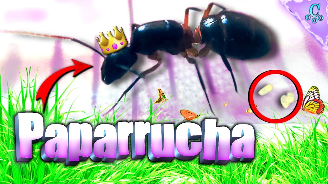 Hormigas REINA Camponotus Ya tienen huevos - Cómo capturar  Consejos 👑🐜🥚 || Csrxplay Life