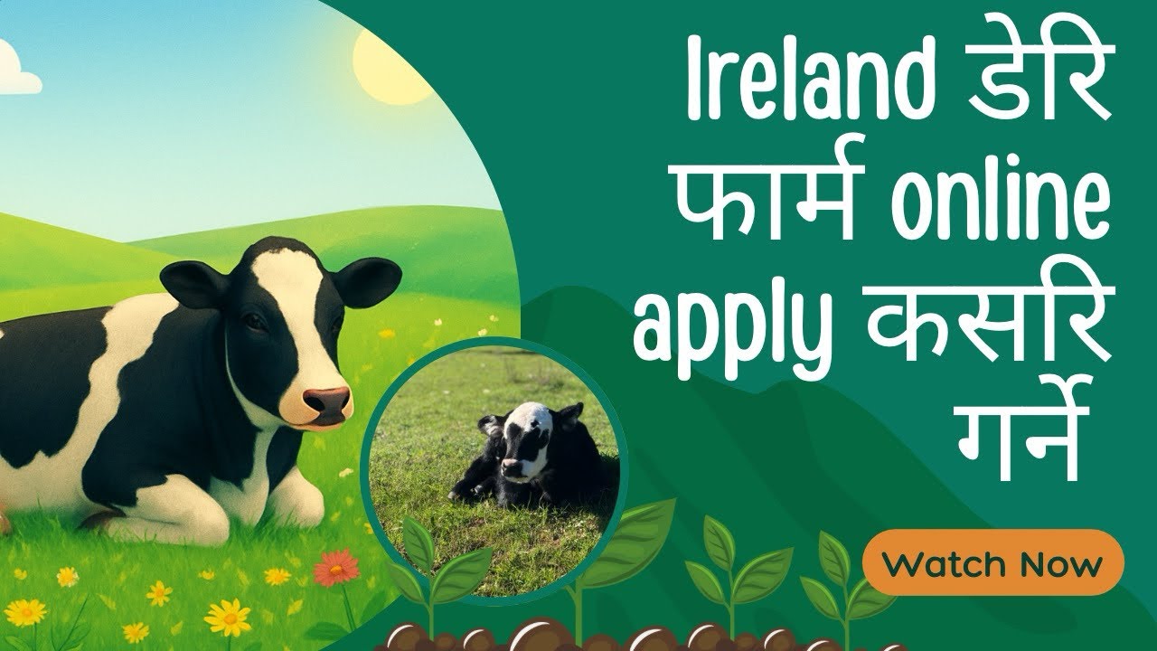 Ireland dairy farm working visa 2026 self apply | How to apply Ireland |Working in Ireland Visa 2026