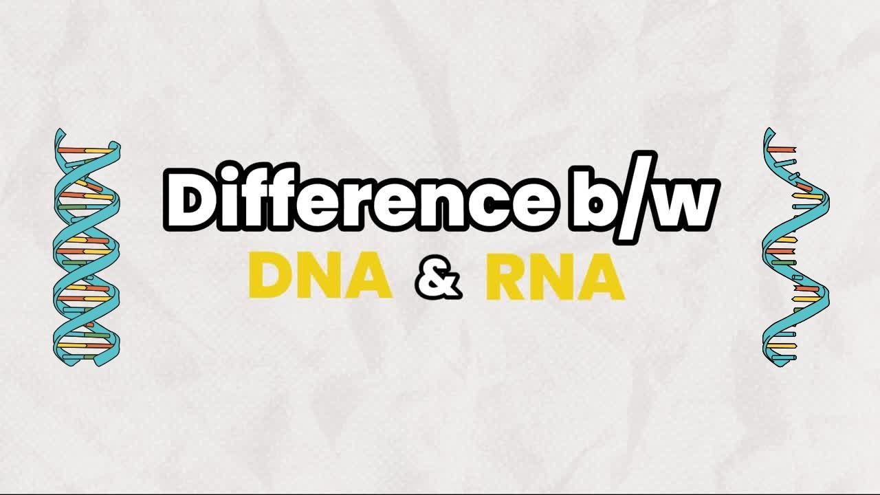 Difference between DNA and RNA | DNA vs RNA #dna #rna #science
