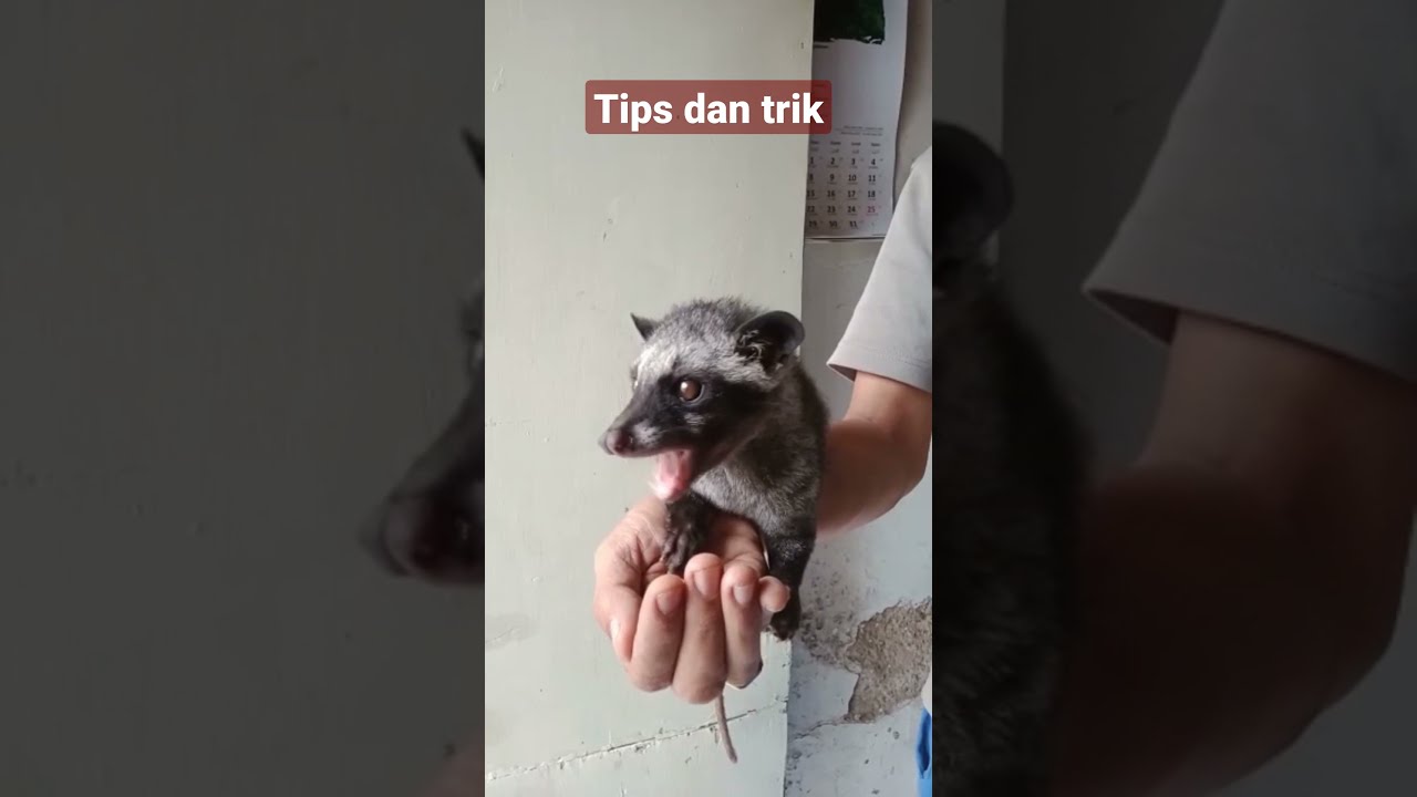 Tips agar musang cepat jinak