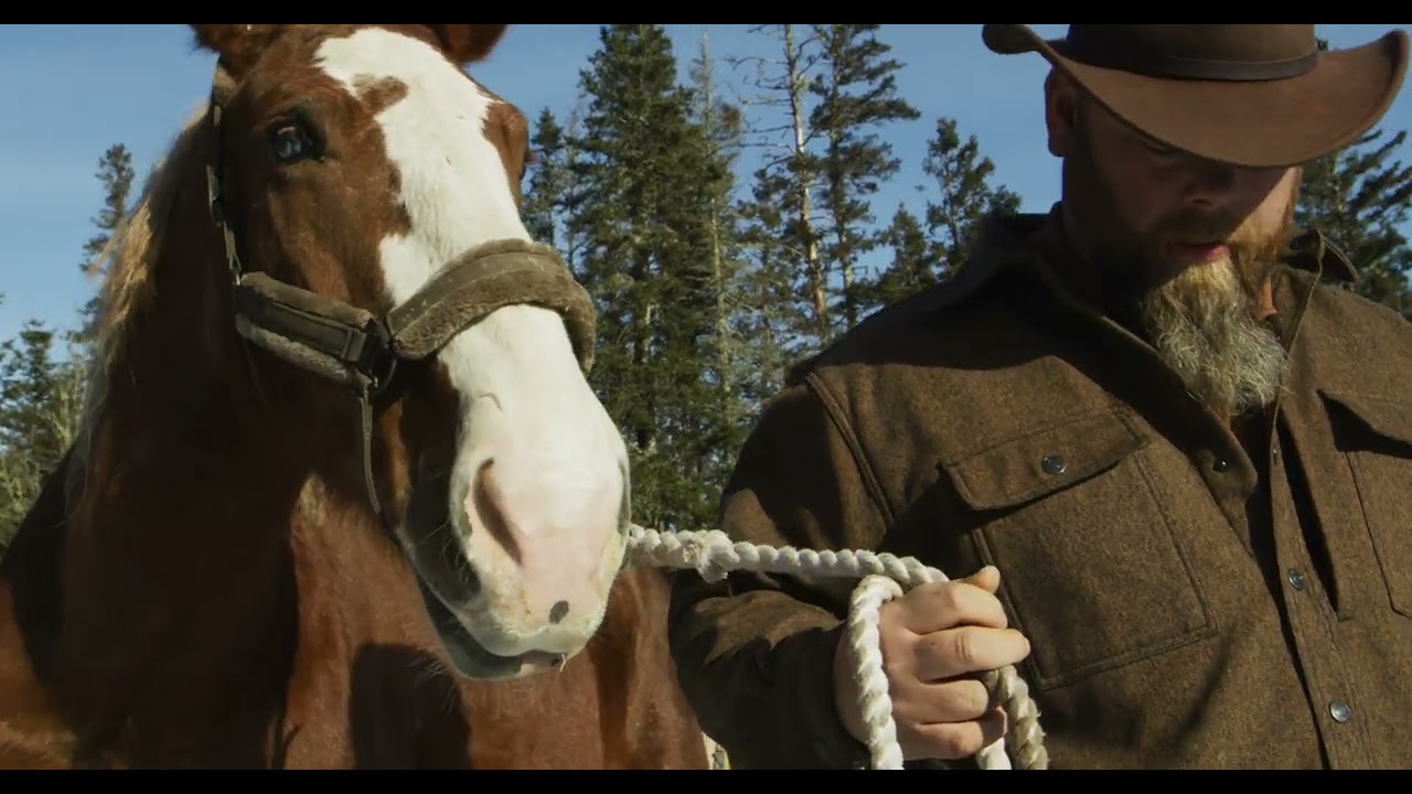 Blind Draft Horse Going For A Walk | Horse Rescue