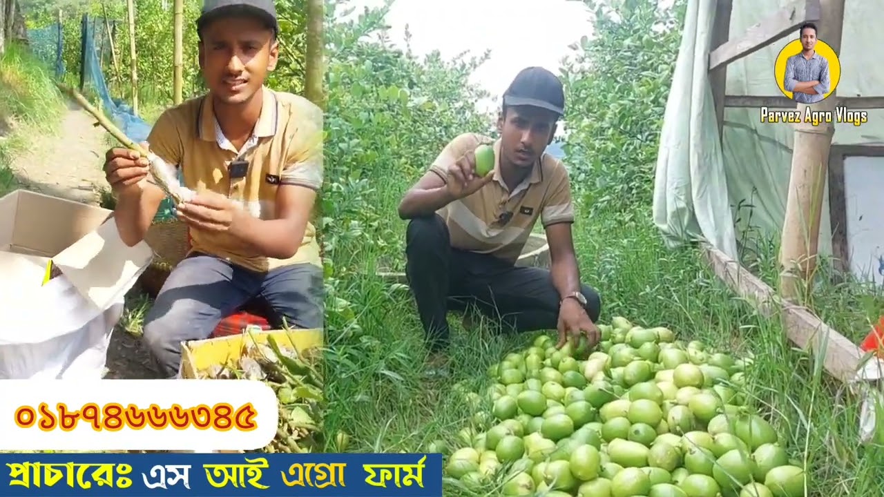 লেবুর বর্তমান বাজার। লেবুর দাম।লেবুর বাজার কেমন