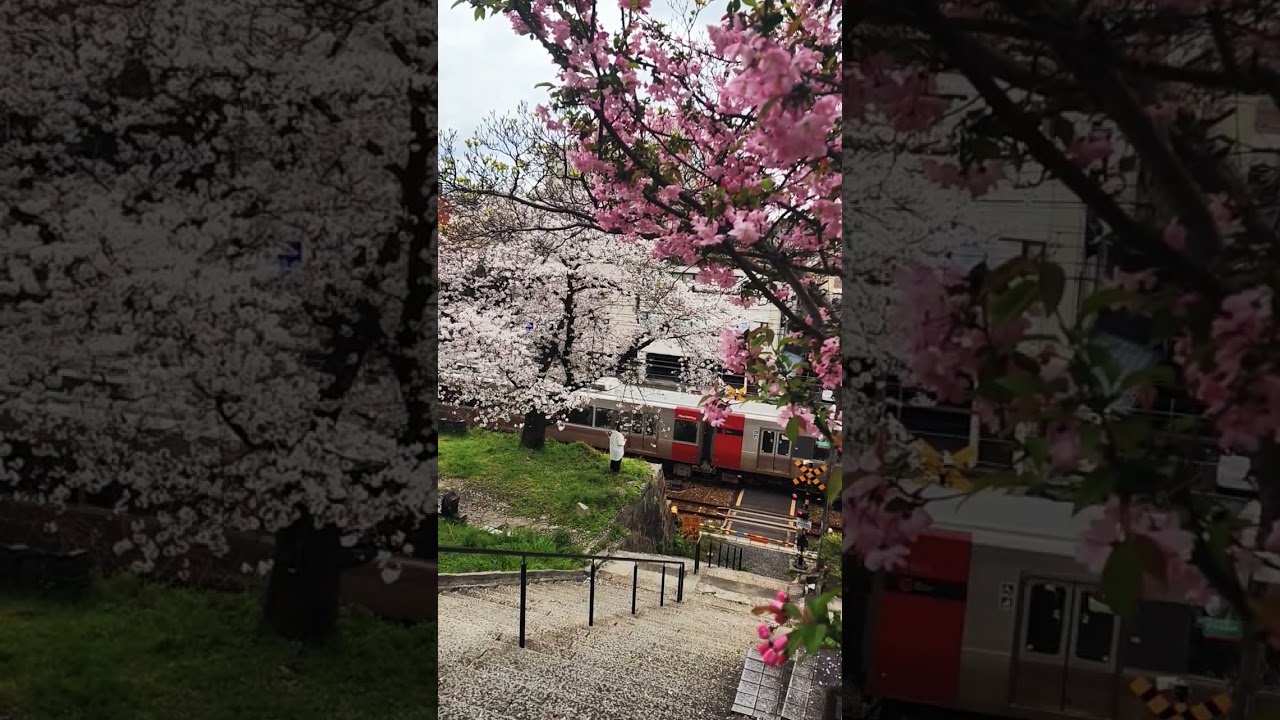 Japan in Spring 